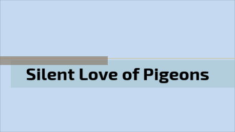 Silent Love of Pigeons