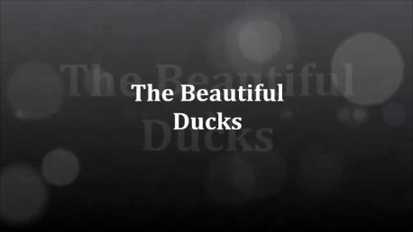 The Beauitful Ducks